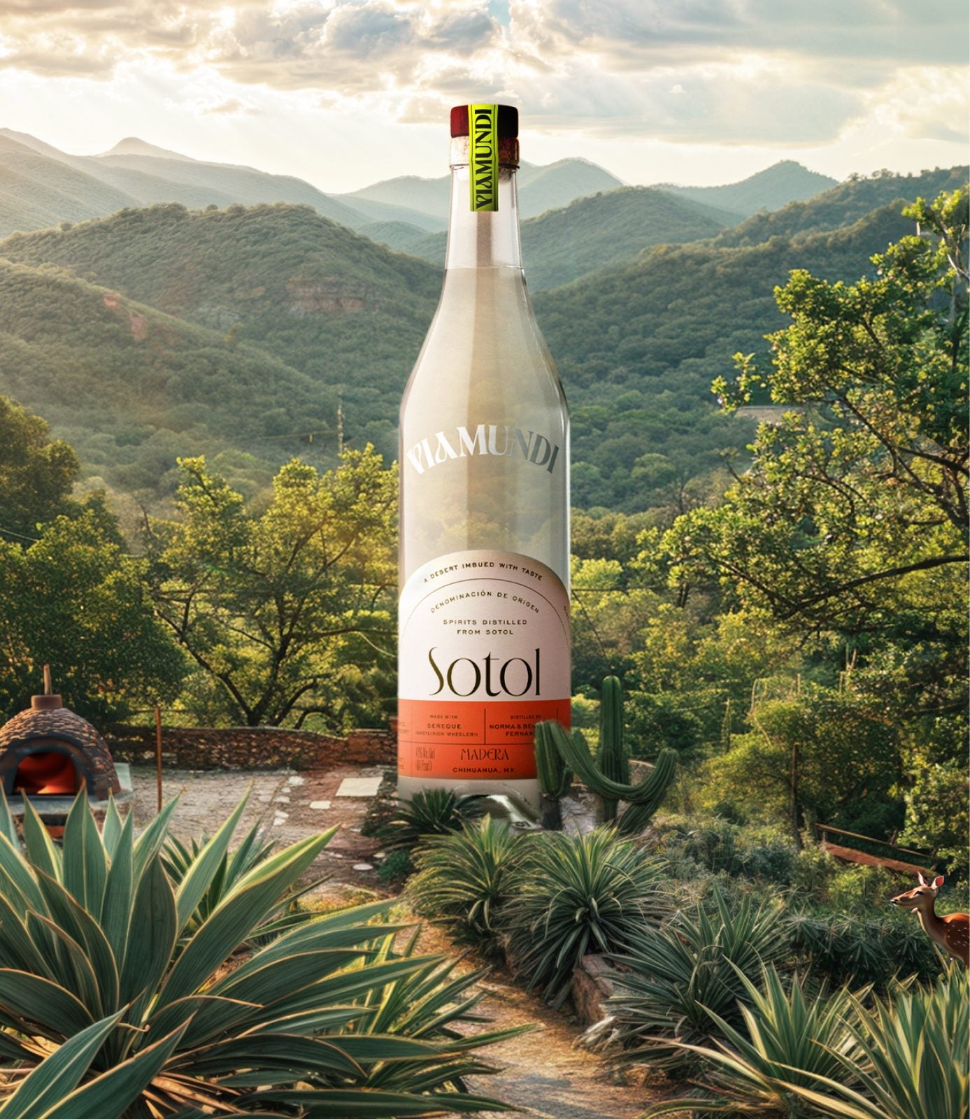 Sotol